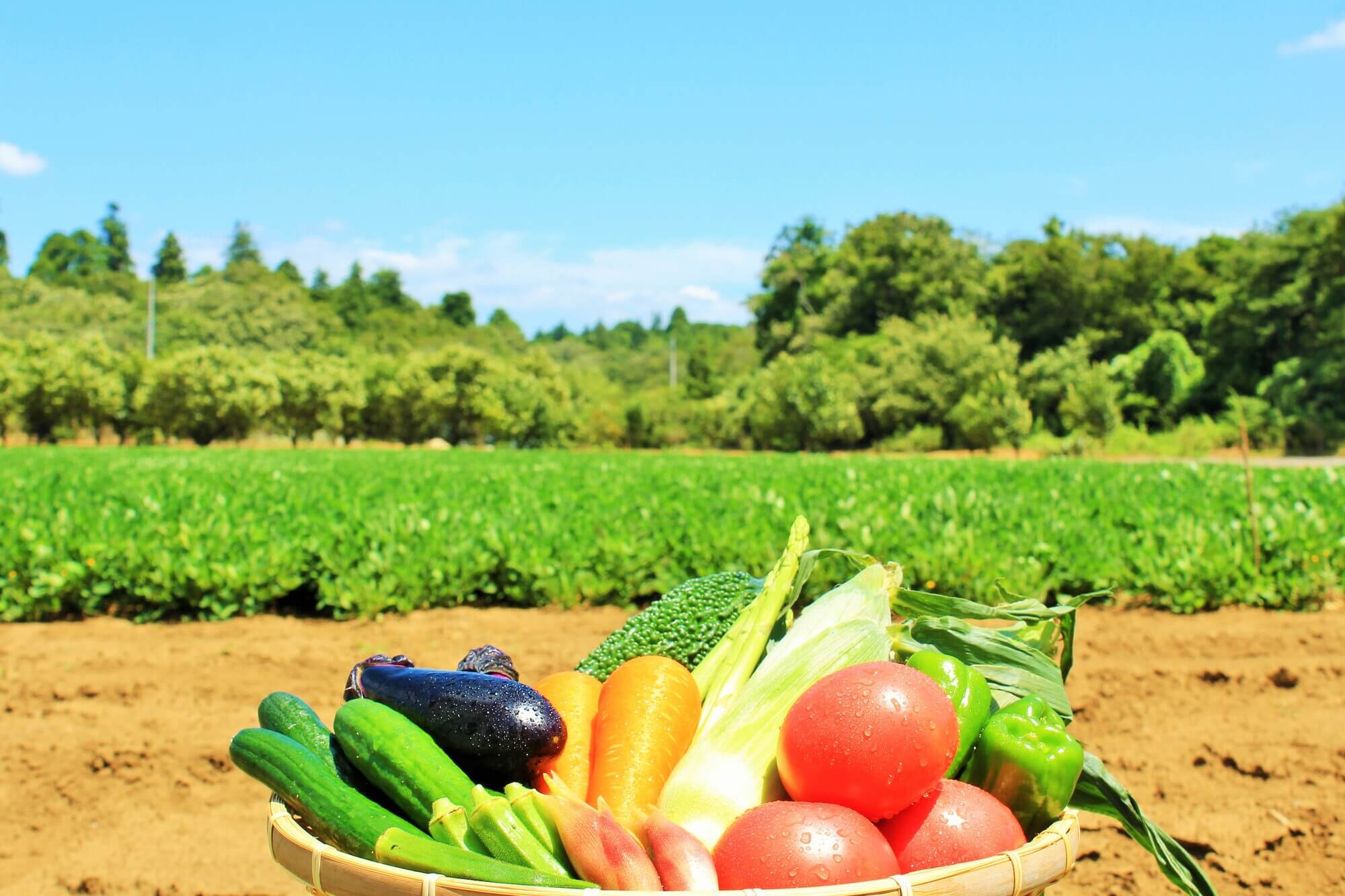 青空の畑とカゴに盛られた夏野菜